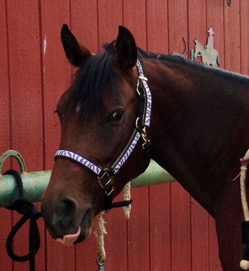 Addy on road 8 with tongue out