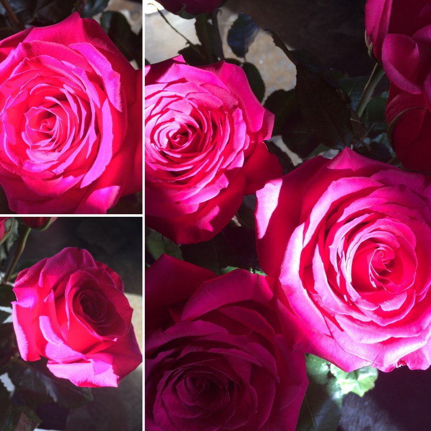 Rose Collage