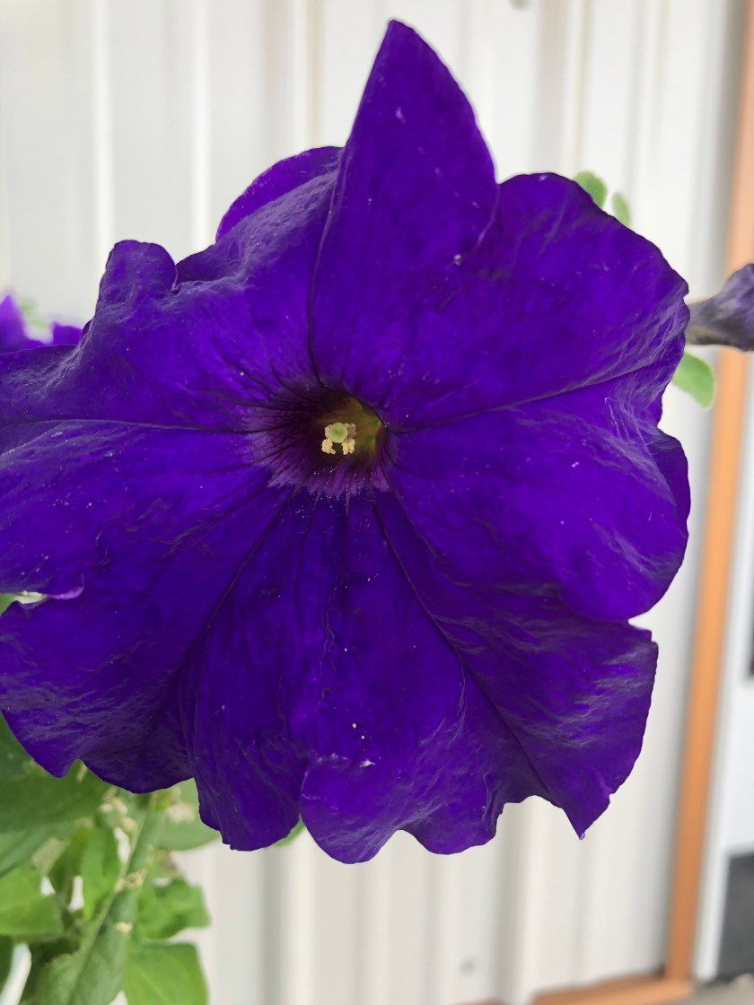 Gramma B's purple petunia